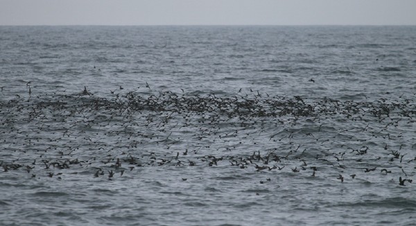 Storm-petrels